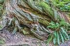 Tree Roots and Fern